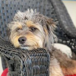 Aussiedoodle puppies from Double E Doodles