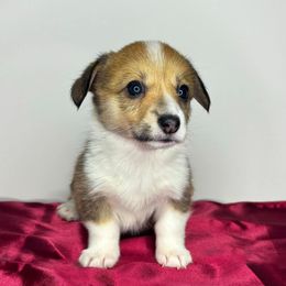 Pembroke Welsh Corgi Puppies from Sapphire Iris Corgis