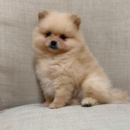 Iris - Cream female Pomeranian puppy in Phoenix, Arizona from Luxpomz