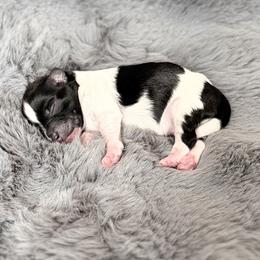 Axel - Parti male Miniature Schnauzer puppy in Montebello, California from Rod Schnauzers
