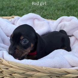Red collar girl - Black and tan female Dachshund puppy in Modesto, California from The dachshunds
