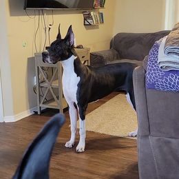 Lyra - Great Dane
