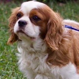 Timmi - Cavalier King Charles Spaniel
