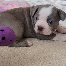 Lily - Seal and white female Boston Terrier puppy in Katy, Texas from Mei's Boston Terriers