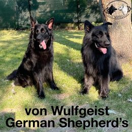German Shepherd and White Shepherd Puppies from Von Wulfgeist Shepherds