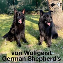 German Shepherd and White Shepherd Puppies from Von Wulfgeist Shepherds