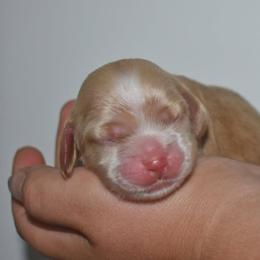 Vienne - Buff male Cocker Spaniel puppy in Myerstown, Pennsylvania from The Cocker Cingdom