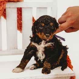 Candy - Tri-color female Bernedoodle puppy in Munster, Indiana from Miranda’s Sunshine Poodles and Doodles