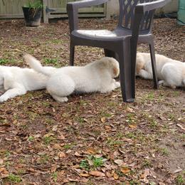 English Setter, Golden Retriever, and Gordon Setter Puppies from Katherine Lirette