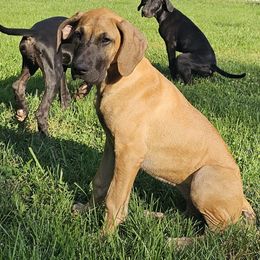 Girl 1 - Fawn Great Dane puppy in Hydes, Maryland from Chapman House of Danes
