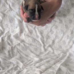 Raven - Brindle female Boxer puppy in New Holland, Pennsylvania from Shady Rill puppies