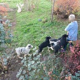 Australian Shepherd Puppies from Spots N Splashes