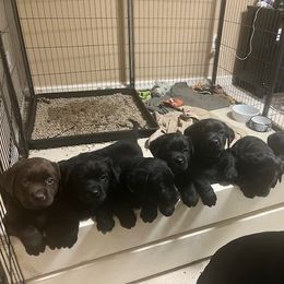 French Bulldog and Labrador Retriever Puppies from Horseman Hilltop Labradors and Jodee's Frenchies
