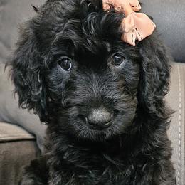 Cockapoos and Goldendoodles from Meghan McKay