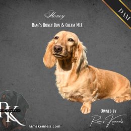 Honey - Dachshund