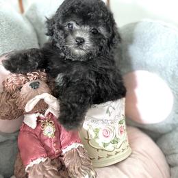 Duffie - Silver female Poodle puppy in Hilo, Hawaii from Premium Teacup Puppy of Hawaii