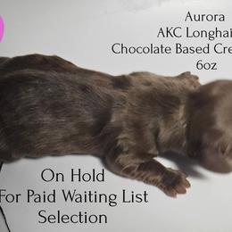 Aurora - Brindle female Dachshund puppy in Hoquiam, Washington from Heyd's Mini Dachshunds