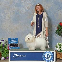 Pickles - Coton de Tulear