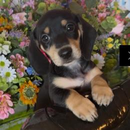 Otis - Black and cream male Dachshund puppy in Floresville, Texas from Muddy River Dachshunds