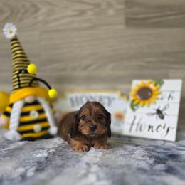Faygo - Red male Dachshund puppy in Indianapolis, Indiana from Homegrown Hoosier Dachshunds