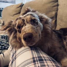 Roxy - Australian Shepherd