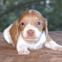 Puppy B Purebred DNA Tested Parents Family Raised - Piebald male Dachshund puppy in Haines City, Florida from Divine Poodle Paradise Standard Poodles & Divine Dachshunds