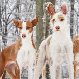 Ibizan Hounds from Altamira Wire Ibizan Hounds