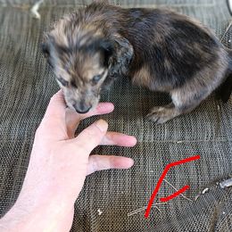 Dachshund Puppies from Bailey's Dachshunds