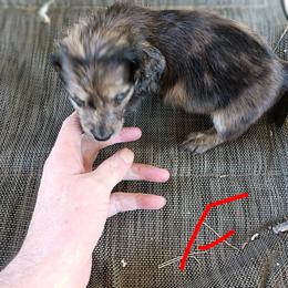 Dachshund Puppies from Bailey's Dachshunds