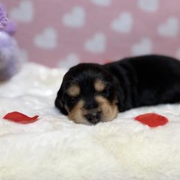 Coyote - Black and tan male Dachshund puppy in Morristown, Tennessee from Hillside Hounds