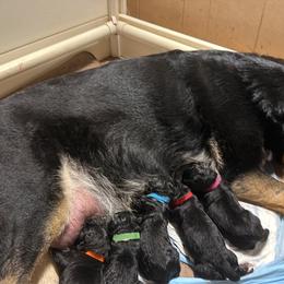 Light blue collar boy - Bi-color male German Shepherd puppy in Centralia, Illinois from Janices AKC German Sheperds LLC