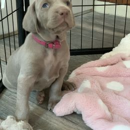 Weimaraner Puppies from Jennifer Anne's Weimaraners