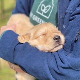 Golden Retriever Puppies from Ruff Life Goldens