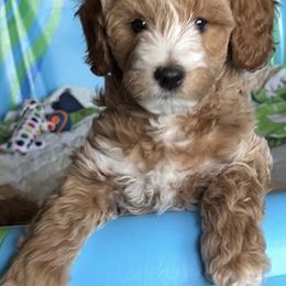 Goldendoodle All Grown Up from Scherrer Sweet Goldendoodles