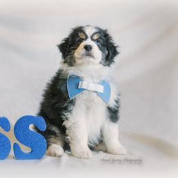 Aussiedoodle and Australian Shepherd Puppies from SS Australian Shepherds