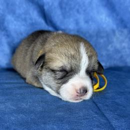 Yellow Collar Female - Sable female Pembroke Welsh Corgi puppy in Victoria, Texas from Clear Creek Corgis