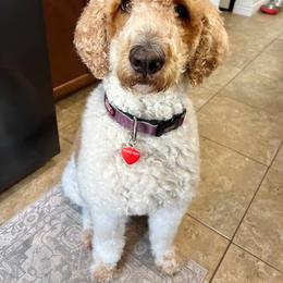Rosie - Goldendoodle