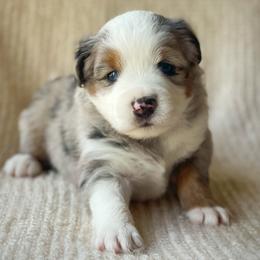 Jameson - Blue merle male Miniature Australian Shepherd puppy in Wesley Chapel, Florida from August Oaks Aussies