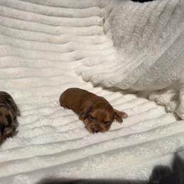 Female 4 - Cream female Dachshund puppy in Magnolia, Texas from J&R Macias Dachshunds