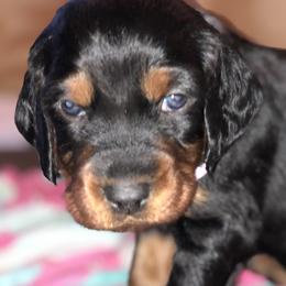 Girl 2 - Gordon Setter puppy in North Carolina from Hopper Grass Gordon Setters
