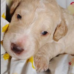 Green collar - Cream male Goldendoodle puppy in Willow Springs, Missouri from Todd Family Homestead