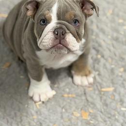 Rita - Lilac tri-color female Bulldog puppy in Marysville, Washington from BulldogWA