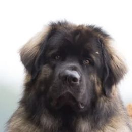 Leonberger All Grown Up from Water’s Edge Leonbergers