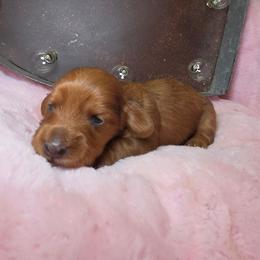 Shadow Secrets AKC available - Dapple male Dachshund puppy in Bristol, Tennessee from It's Mini Wieners Baby