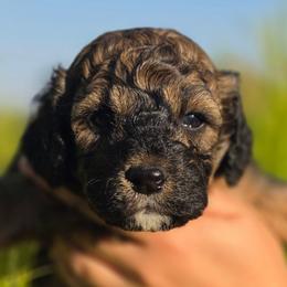 Simba - Sable and white male Cockapoo puppy in Indiahoma, Oklahoma from Phamily Doodles