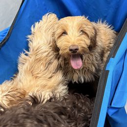 Buck - Cream Australian Labradoodle puppy in Oxford, Mississippi from Stony Brook Australian Labradoodles