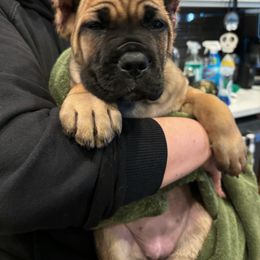 Cane Corso Puppies from PNW Cane Corsos