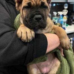 Cane Corso Puppies from PNW Cane Corsos