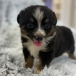 Dane - Black tri male Toy Australian Shepherd puppy in Ambrose, Georgia from Brandilyn's Aussies
