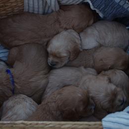 Cavalier King Charles Spaniel and Cavapoo Puppies from Catella Cavaliers and Cavapoos